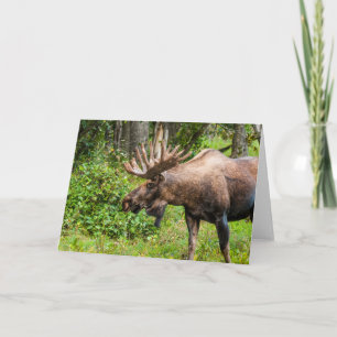 Tarjeta Moose   Península de Kenai, Alaska