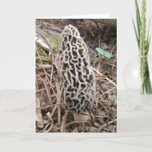 Tarjeta Morel Mushroom Card
