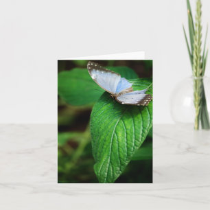 Tarjeta morfo azul 112