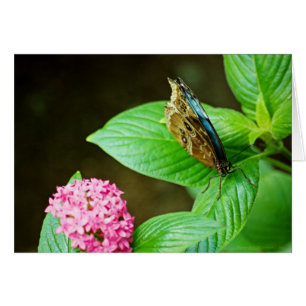 Tarjeta morfo azul 143