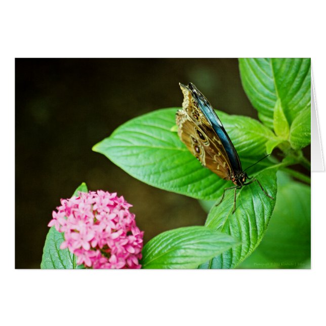 Tarjeta morfo azul 143 (Anverso (Horizontal))