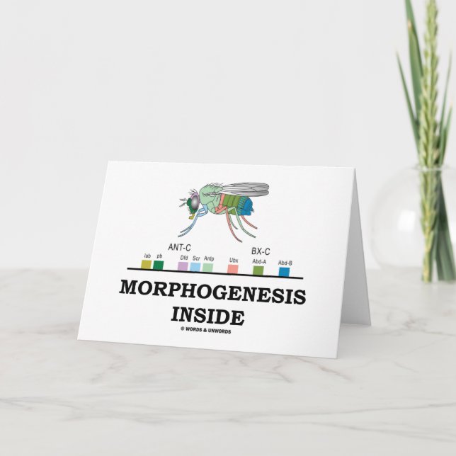 Tarjeta Morfogénesis Interior (Genes Drosophila de la mosc (Anverso)