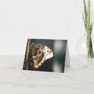 Tarjeta Morpho peleides