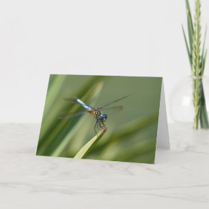 Tarjeta Mosca del dragón - verde azul 06