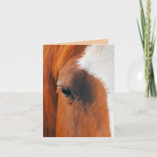 Tarjeta Mosca En El Ojo De Un Caballo (Humor)