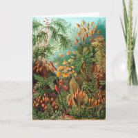 Moss (Muscinae) de Haeckel