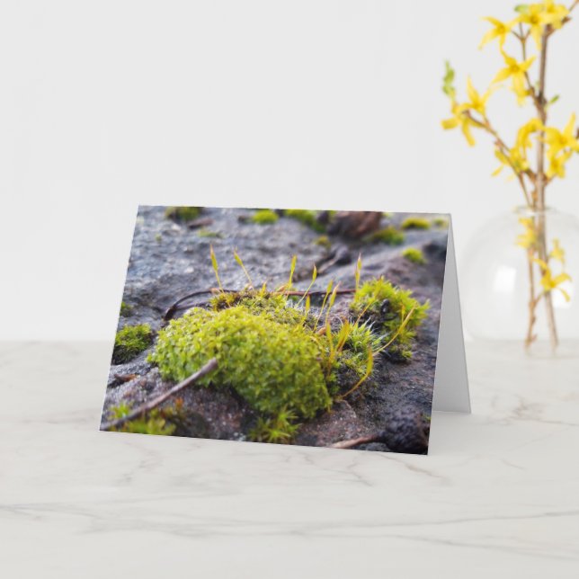 Tarjeta Mosses, despertar de primavera (flor amarilla)