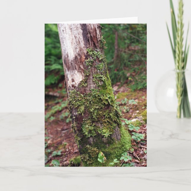 Tarjeta Mossy Tree (Anverso)