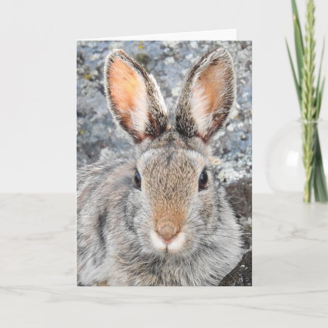Tarjeta Mountain Cottontail Notecard (Anverso)