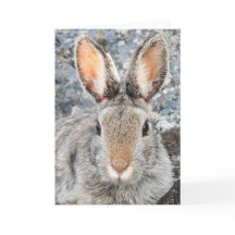 Mountain Cottontail Notecard
