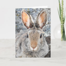 Tarjeta Mountain Cottontail Notecard