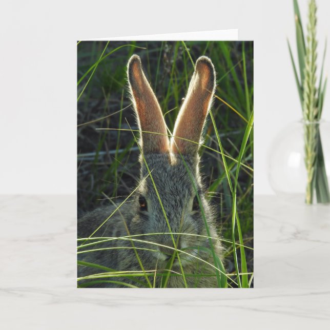 Tarjeta Mountain Cottontail Notecard (Anverso)