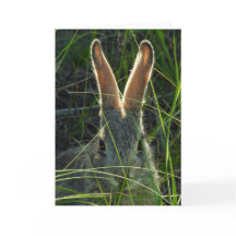 Mountain Cottontail Notecard