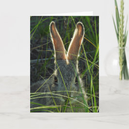 Tarjeta Mountain Cottontail Notecard