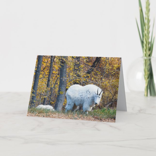 Tarjeta Mountain Goat birthday card looks at you. (Anverso)