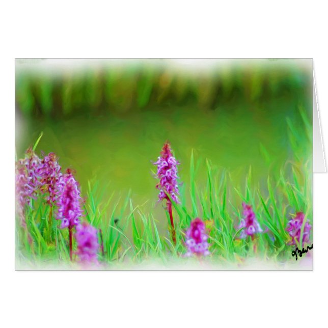 TARJETA MT EVANS WILDFLOWERS (Anverso (Horizontal))