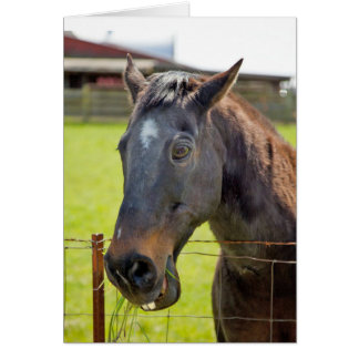 Tarjeta muda del caballo