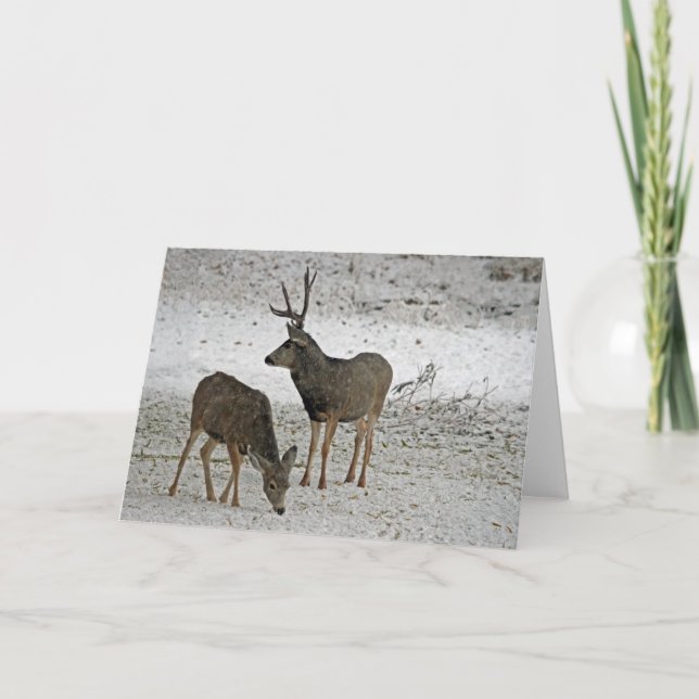Tarjeta Mule deer buck and doe (Anverso)