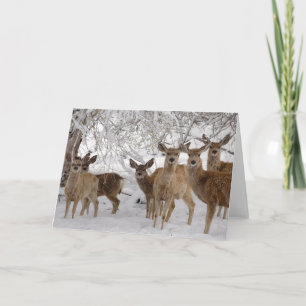 Tarjeta Mule Deer Wyoming