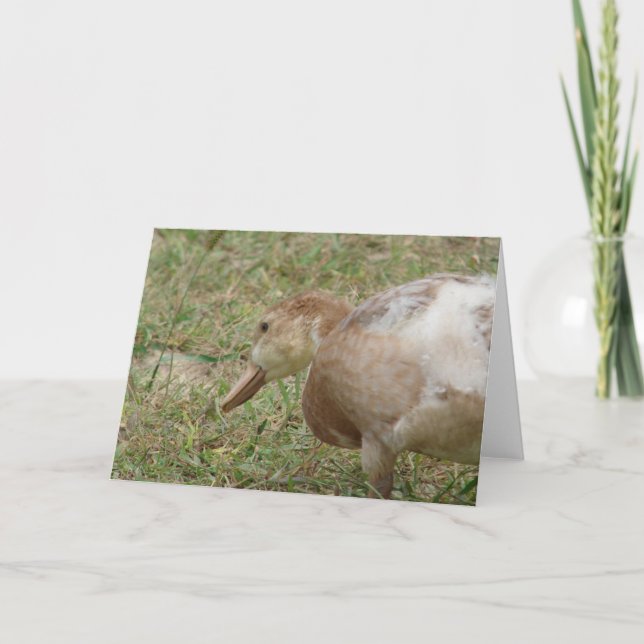 Tarjeta Mule Duck (Anverso)