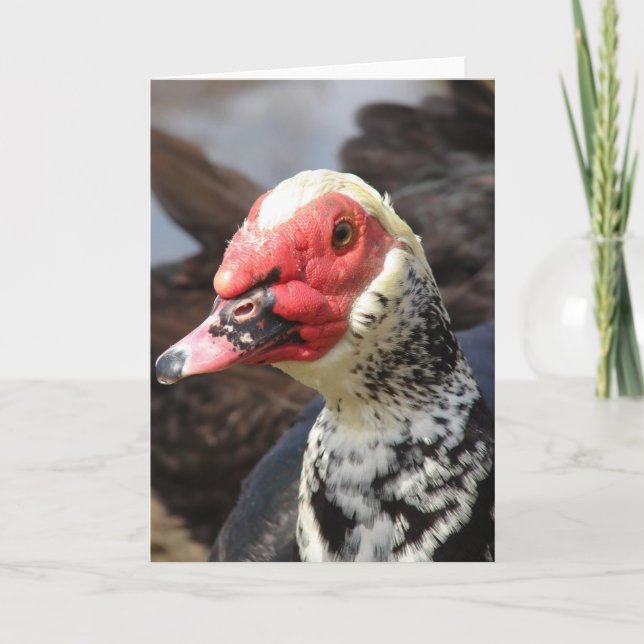 Tarjeta Muscovy Drake (Anverso)