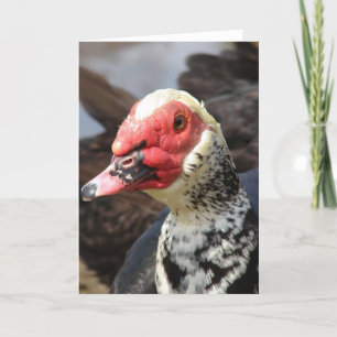 Tarjeta Muscovy Drake