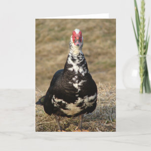 Tarjeta Muscovy Drake
