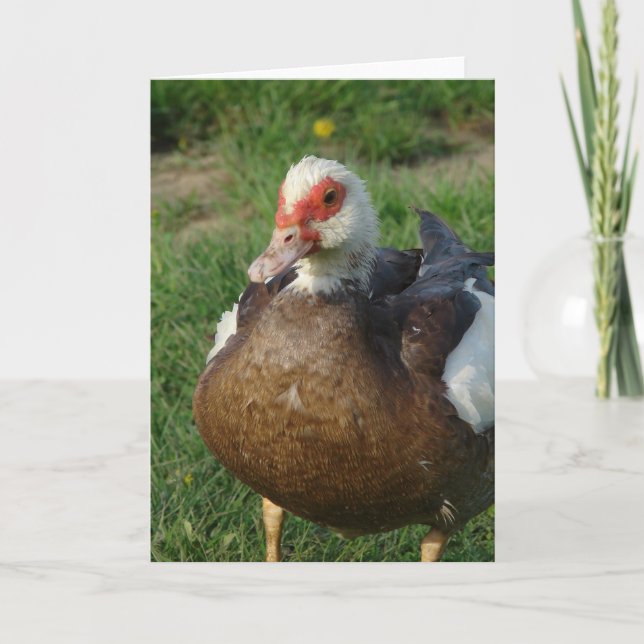 Tarjeta Muscovy Hen (Anverso)