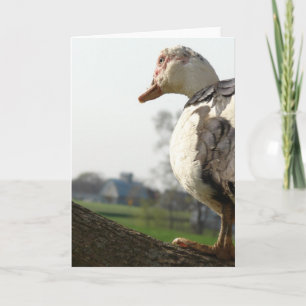Tarjeta Muscovy Hen en un árbol