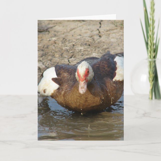 Tarjeta Muscovy Hen jugando en Puddle (Anverso)