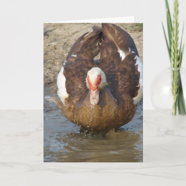 Tarjeta Muscovy Hen jugando en Puddle (Anverso)