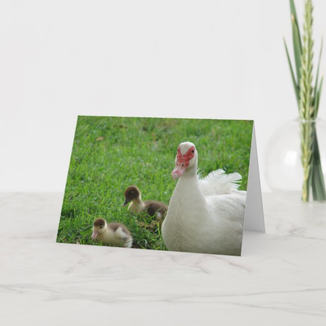 Tarjeta Muscovy Hen Y Ducklings (Anverso)