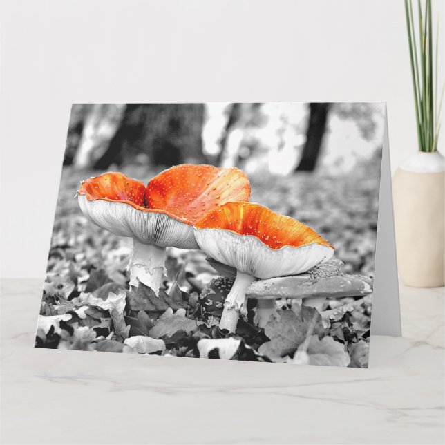 Tarjeta Mushrooms Adelaide Hills Giant Art Card (Anverso)