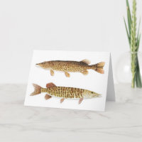 Tarjeta Muskie y Pike