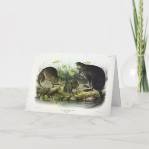 Tarjeta Muskrat de los cuatripedos de América del Norte de