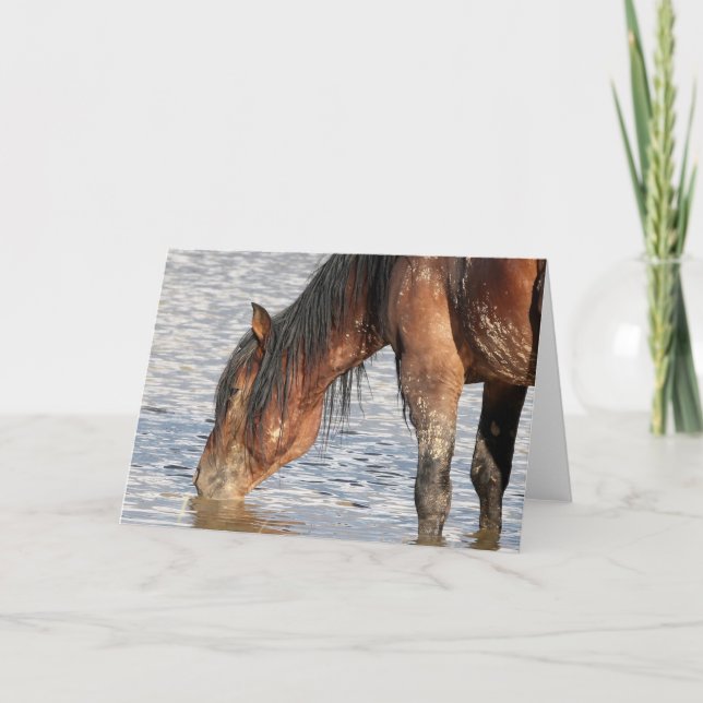 Tarjeta Mustangs salvajes de Occidente (Anverso)