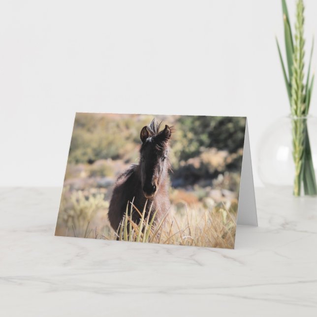 Tarjeta Mustangs salvajes de Occidente (Anverso)