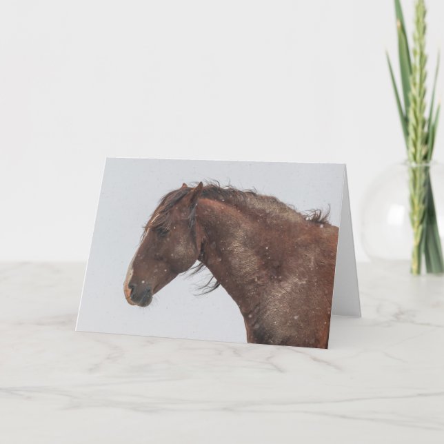 Tarjeta Mustangs salvajes en la carta de la nieve (Anverso)