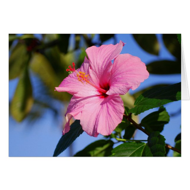 Tarjeta muy rosada del hibisco (Anverso (Horizontal))
