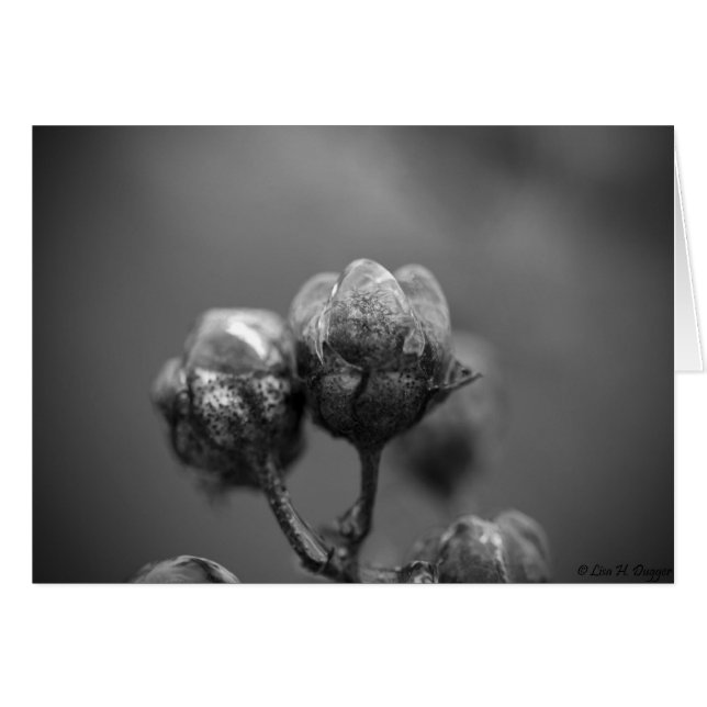 Tarjeta Myrtle de Violación con Hielo (Anverso (Horizontal))