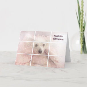 Tarjeta Nacimiento-Chino Creste Perro sin pelo
