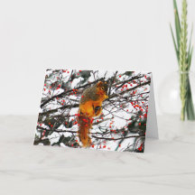 Nacimiento de la nieve de la ardilla roja árbol de