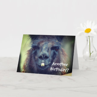 Tarjeta Nacimiento divertido de animal de llamada negra