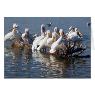 Tarjeta Napping 5X7 de los pelícanos