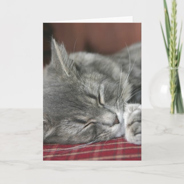Tarjeta Napping Tabby Cat Notecard (Anverso)