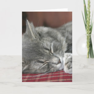 Tarjeta Napping Tabby Cat Notecard