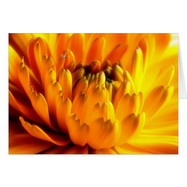 Tarjeta Naranja #2 fresca (Anverso (Horizontal))