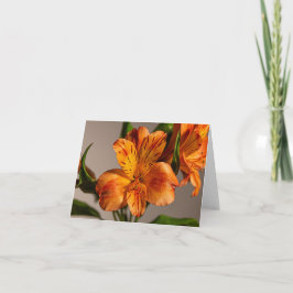 Tarjeta Naranja Alstroemeria Lily