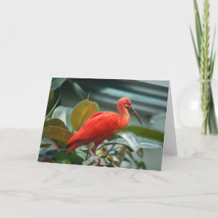 Tarjeta Naranja Bird