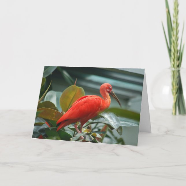 Tarjeta Naranja Bird (Anverso)